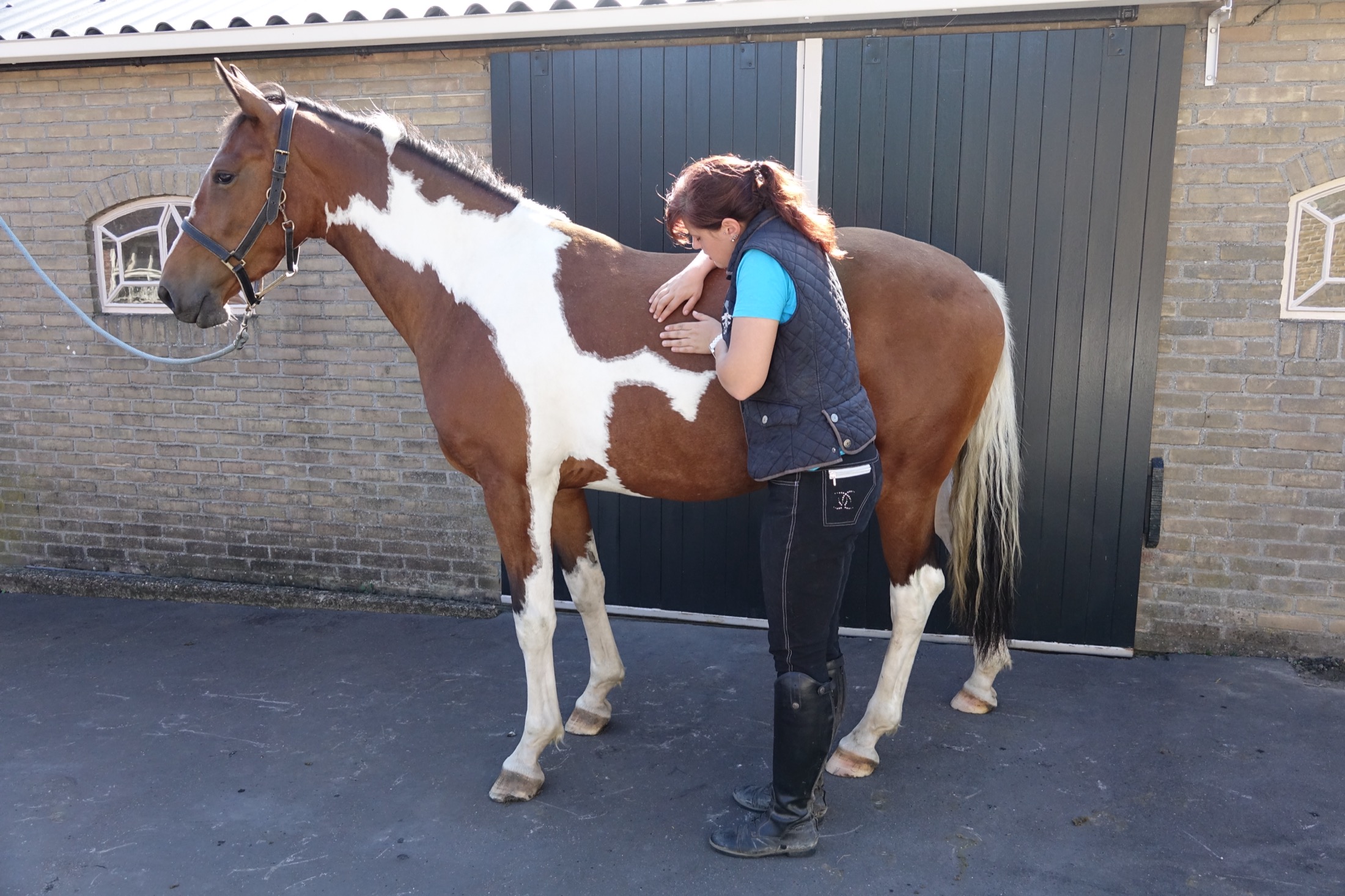 Wendy Kooi tijdens een osteopathisch consult met een paard